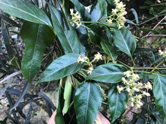 Parsonsia leichhardtii