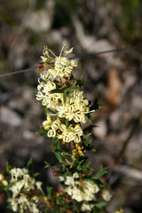 Grevillea trifida