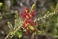Melaleuca anisandra