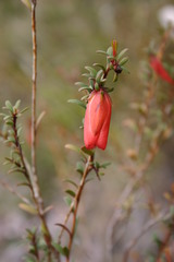 Darwinia hypericifolia
