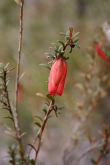 Darwinia hypericifolia