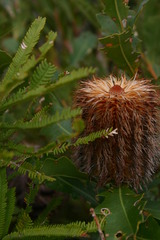 Banksia quercifolia