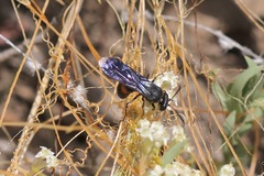 Stizoides renicinctus