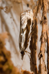 Catoptria oregonicus