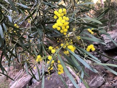 Acacia neriifolia