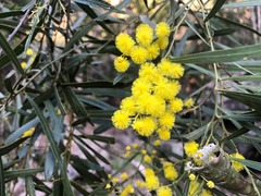 Acacia neriifolia