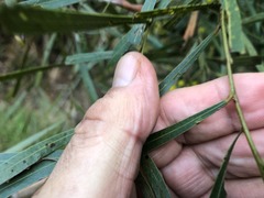 Acacia neriifolia