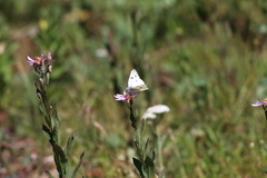 Pontia occidentalis