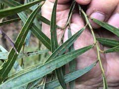 Acacia neriifolia