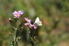 Pontia occidentalis