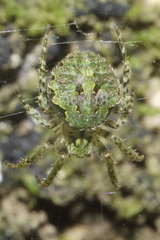 Cryptaranea atrihastula