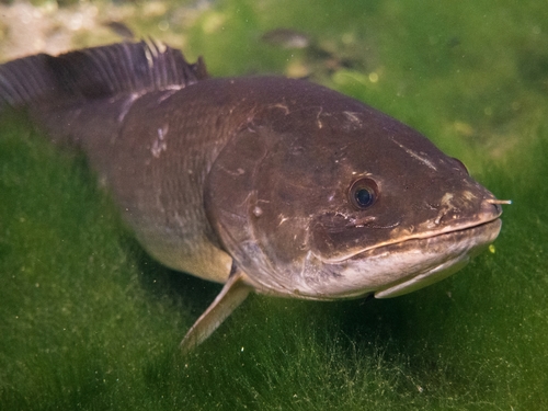 Bowfin (Amia calva) — Amiidae — 4
