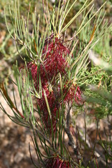 Melaleuca alilateralis