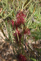 Melaleuca alilateralis