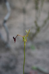 Drakaea