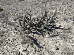 Lophocereus gatesii