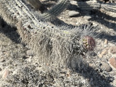 Lophocereus gatesii