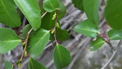Azara petiolaris