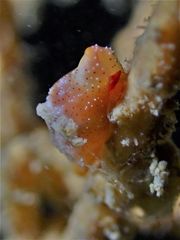 Crenavolva leopardus