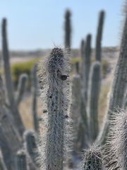 Lophocereus gatesii
