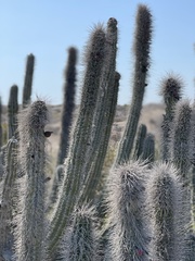Lophocereus gatesii