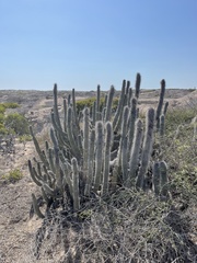 Lophocereus gatesii