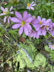 Sabatia capitata
