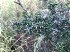 Phyllanthus microcladus