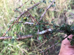 Phyllanthus microcladus