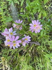 Sabatia capitata