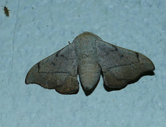 Cicinnus melsheimeri