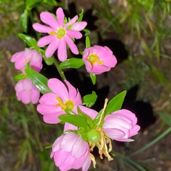 Sabatia capitata