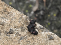 Paradoxurus hermaphroditus