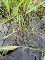 Utricularia australis