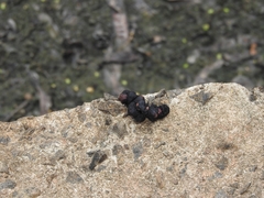 Paradoxurus hermaphroditus