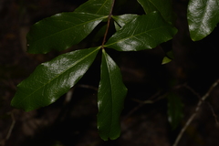 Denhamia celastroides