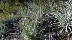 Puya coerulea