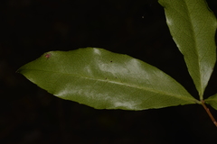 Denhamia celastroides