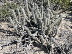 Lophocereus gatesii