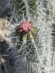 Lophocereus gatesii