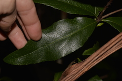 Denhamia celastroides