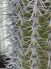 Lophocereus gatesii