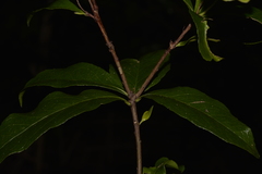 Denhamia celastroides