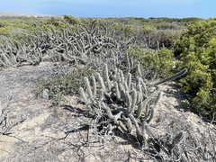 Lophocereus gatesii