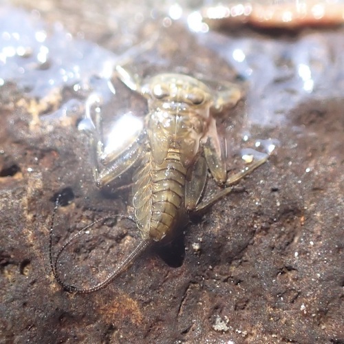 iNaturalist observation photo of Stream Mayflies