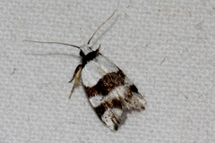 Zonopetala alypa