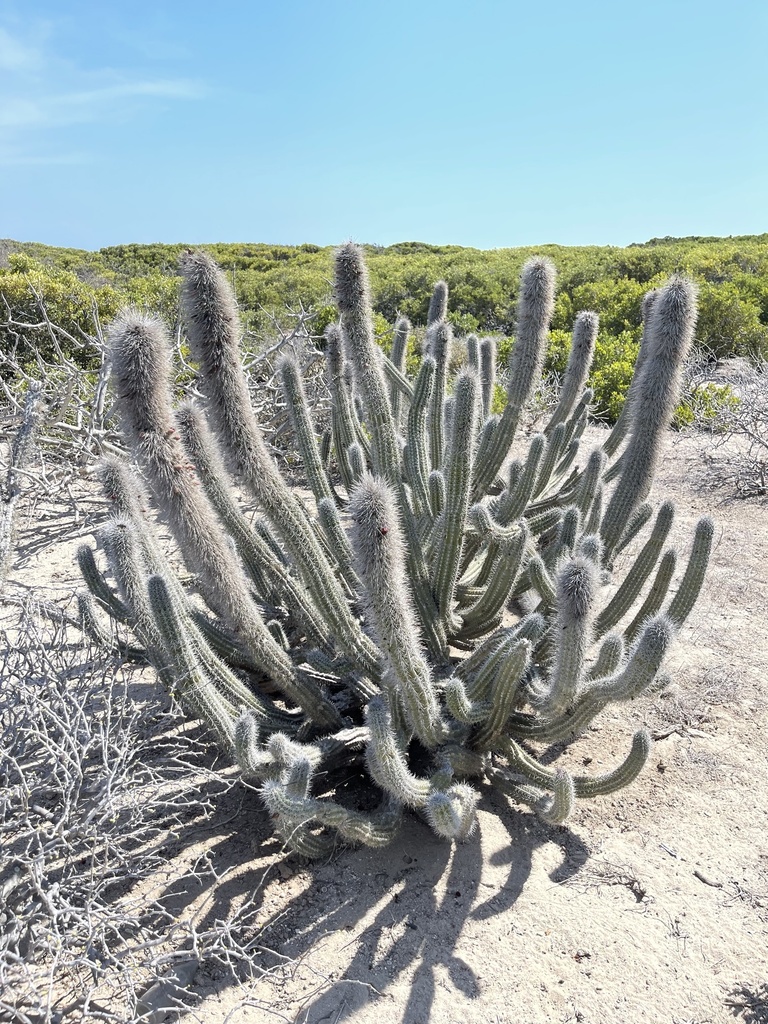 Lophocereus gatesii