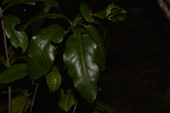 Denhamia celastroides