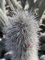 Lophocereus gatesii