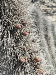 Lophocereus gatesii